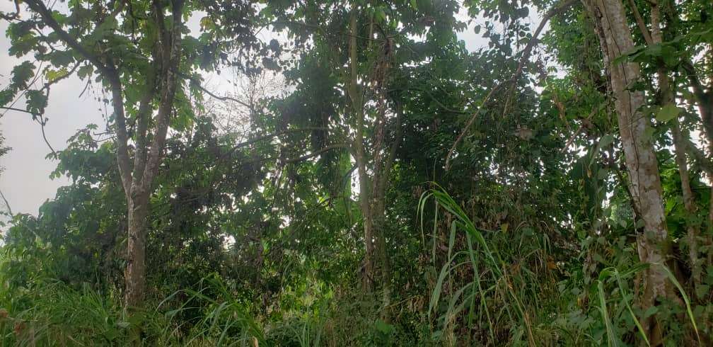 fephrads-local-community-plantain-project_1752626458qocQrV.jpeg