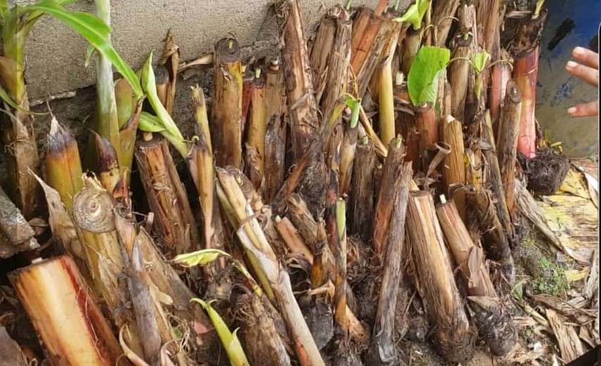 fephrads-local-community-plantain-project_1752626460e906CJ.jpeg