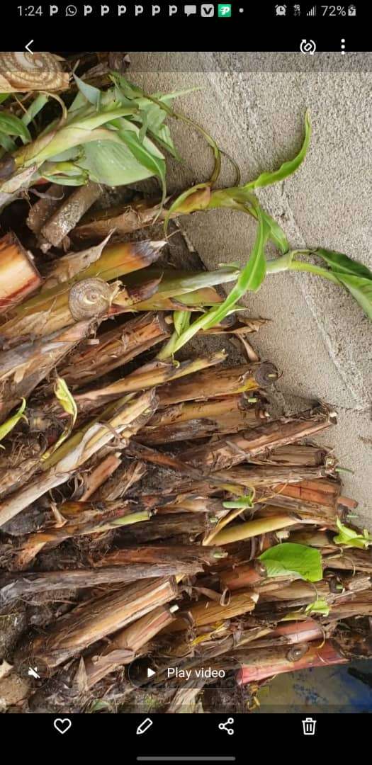 fephrads-local-community-plantain-project_1752626462AhIu42.jpeg