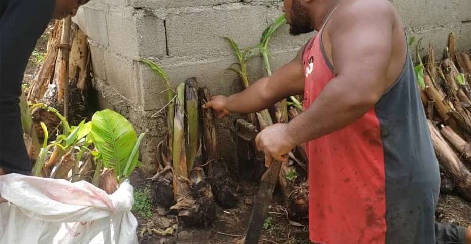 fephrads-local-community-plantain-project_1752626463qeEOkc.jpeg