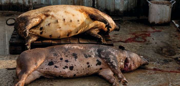 5-essential-tips-for-maintaining-pig-health-on-you_1753179553AbKdH3.jpeg
