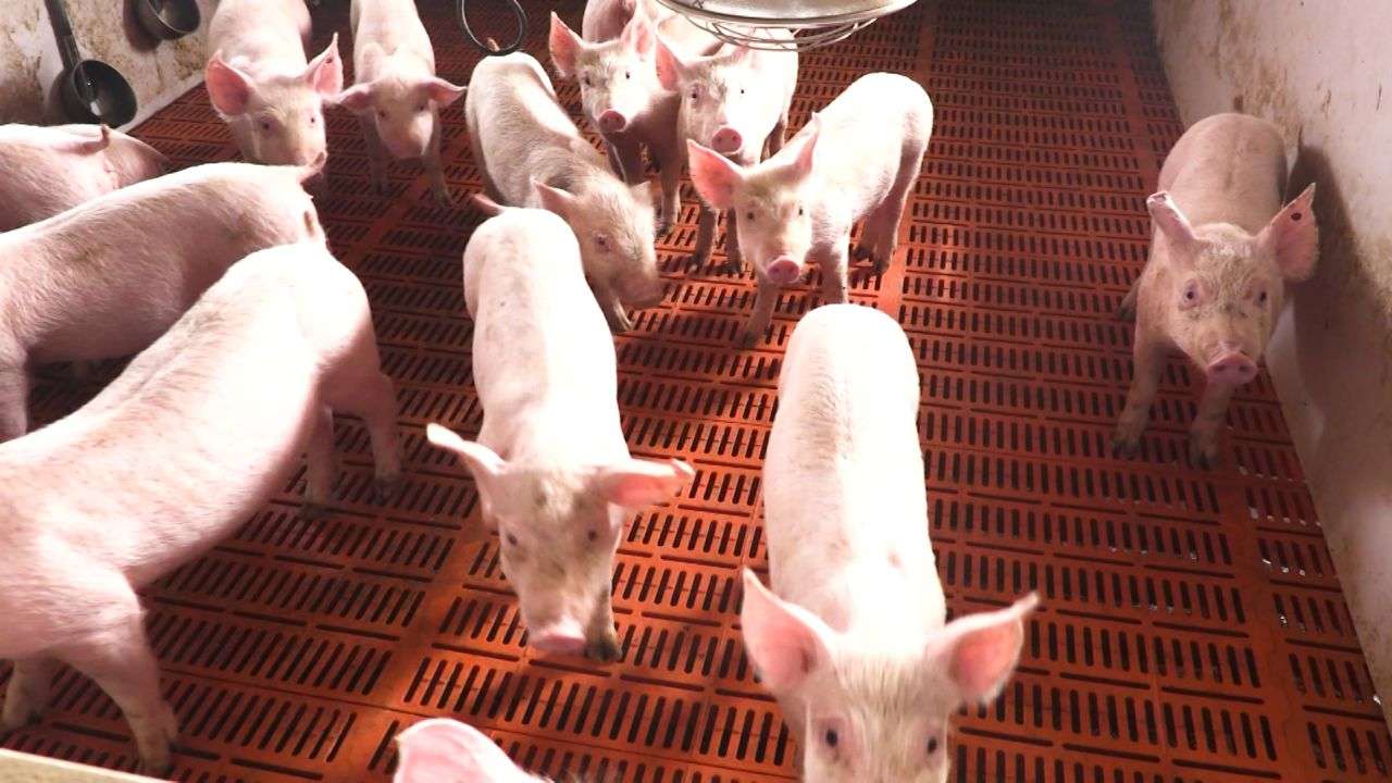 5-essential-tips-for-maintaining-pig-health-on-you_1753179555yymflT.jpeg
